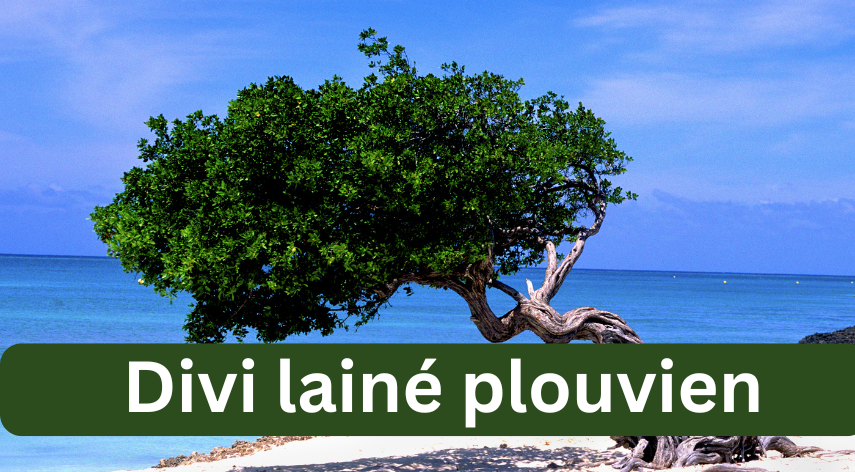  divi lainé plouvien